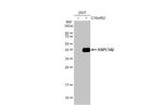 BABAM1 Antibody in Western Blot (WB)