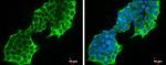 PSAT1 Antibody in Immunocytochemistry (ICC/IF)