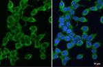 PSAT1 Antibody in Immunocytochemistry (ICC/IF)