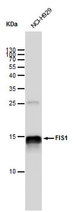 FIS1 Antibody in Western Blot (WB)