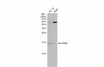 FIS1 Antibody in Western Blot (WB)