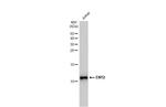 ENY2 Antibody in Western Blot (WB)