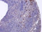 CXCL16 Antibody in Immunohistochemistry (Paraffin) (IHC (P))