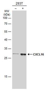 CXCL16 Antibody in Western Blot (WB)