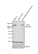 TET3 Antibody in Western Blot (WB)