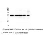 CCT3 Antibody in Western Blot (WB)