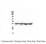 PON1 Antibody in Western Blot (WB)