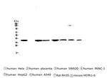 SMN1/SMN2 Antibody in Western Blot (WB)