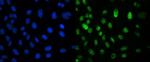 CRM1 Antibody in Immunocytochemistry (ICC/IF)