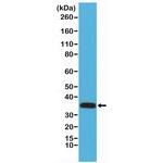 Calponin 1 Antibody in Western Blot (WB)