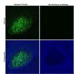 CD11b Antibody in Immunohistochemistry (Paraffin) (IHC (P))