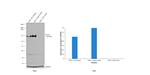 CD11b Antibody