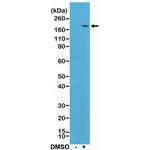 CD11b Antibody in Western Blot (WB)