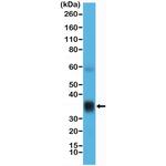 SFTPA1 Antibody in Western Blot (WB)