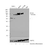 B7-H3 (CD276) Antibody
