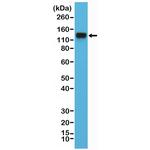 Integrin beta 1 (CD29) Antibody in Western Blot (WB)