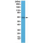 CD5 Antibody in Western Blot (WB)