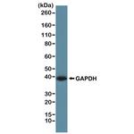 GAPDH Antibody in Western Blot (WB)