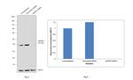 GAPDH Antibody in Western Blot (WB)