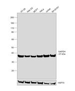 GAPDH Antibody in Western Blot (WB)