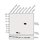 HA Tag Antibody in Western Blot (WB)