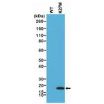 H3.3 K27M oncohistone mutant Antibody in Western Blot (WB)