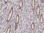 JAM-A (CD321) Antibody in Immunohistochemistry (Paraffin) (IHC (P))