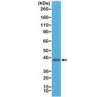 JAM-A (CD321) Antibody in Western Blot (WB)