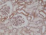 MyD88 Antibody in Immunohistochemistry (Paraffin) (IHC (P))