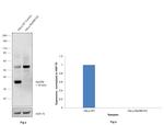 MyD88 Antibody