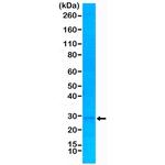 p27Kip1 Antibody in Western Blot (WB)