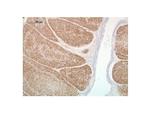 CD268 (BAFF Receptor) Antibody in Immunohistochemistry (Paraffin) (IHC (P))