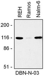 Drebrin Antibody in Western Blot (WB)