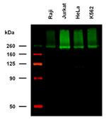 IGF2R Antibody in Western Blot (WB)