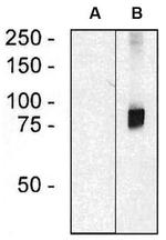 ARHGEF4 Antibody in Western Blot (WB)