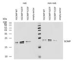 SCIMP Antibody in Western Blot (WB)