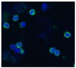 CD18 (LFA-1 beta) Antibody in Immunocytochemistry (ICC/IF)