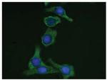 Cytokeratin 19 Antibody in Immunocytochemistry (ICC/IF)