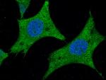 AARSD1 Antibody in Immunocytochemistry (ICC/IF)