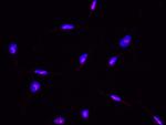 ABHEB Antibody in Immunocytochemistry (ICC/IF)