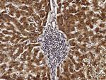 ACOX1 Antibody in Immunohistochemistry (Paraffin) (IHC (P))