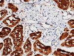 Aminoacylase Antibody in Immunohistochemistry (Paraffin) (IHC (P))