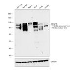 ADAM15 Antibody in Western Blot (WB)