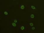 CD97 Antibody in Immunocytochemistry (ICC/IF)