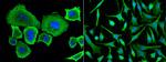 Angiotensinogen Antibody in Immunocytochemistry (ICC/IF)