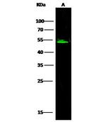 Angiotensinogen Antibody in Western Blot (WB)