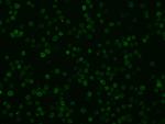 IBA1 Antibody in Immunocytochemistry (ICC/IF)