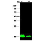 IBA1 Antibody in Western Blot (WB)