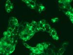 Human Serum Albumin Antibody in Immunocytochemistry (ICC/IF)