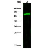 ALDH7A1 Antibody in Western Blot (WB)